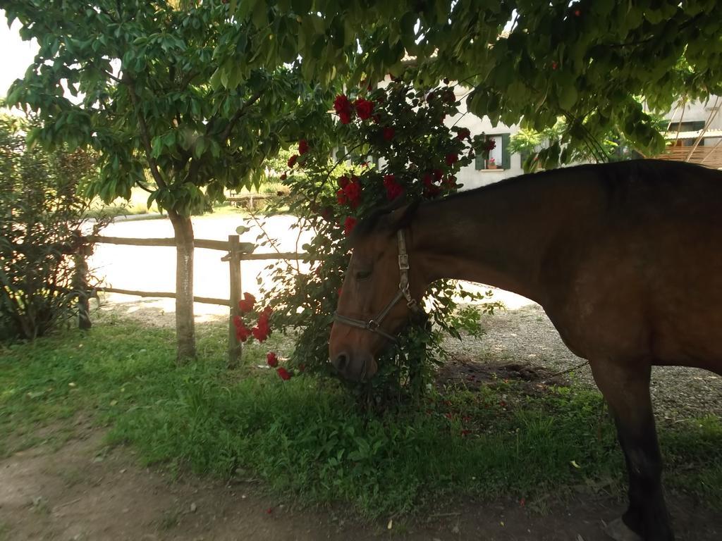 Agriturismo La Prateria Gazzo  ภายนอก รูปภาพ